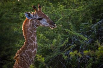 Giraffe