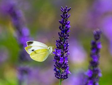 Macro van een koolwitjevlinder op een lavendelbloem van ManfredFotos