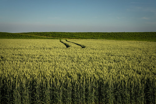 Goldgelbes Getreide im Noordpolder von Groningen