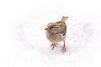 Mus (Passer Domesticus)