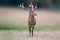 Männlicher Hirsch steht auf einer Wiese