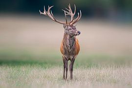 Cerf mâle debout dans une prairie sur Mario Plechaty Photography