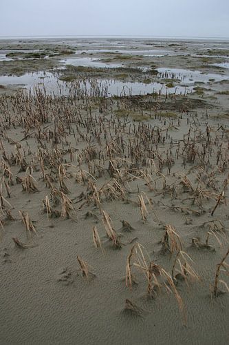 Strand Schiermonnikoog