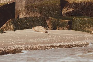 Phoque commun se reposant sur la plage de Scheveningen sur Anne Zwagers