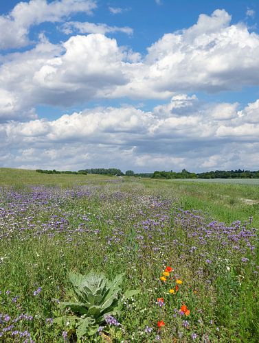 Vroege zomer in het Rijnland