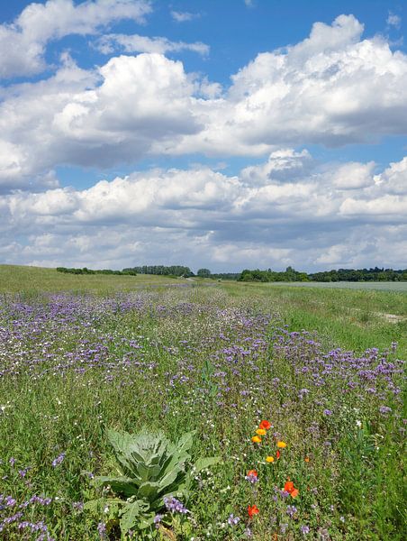 Frühsommer im Rheinland von Peter Eckert