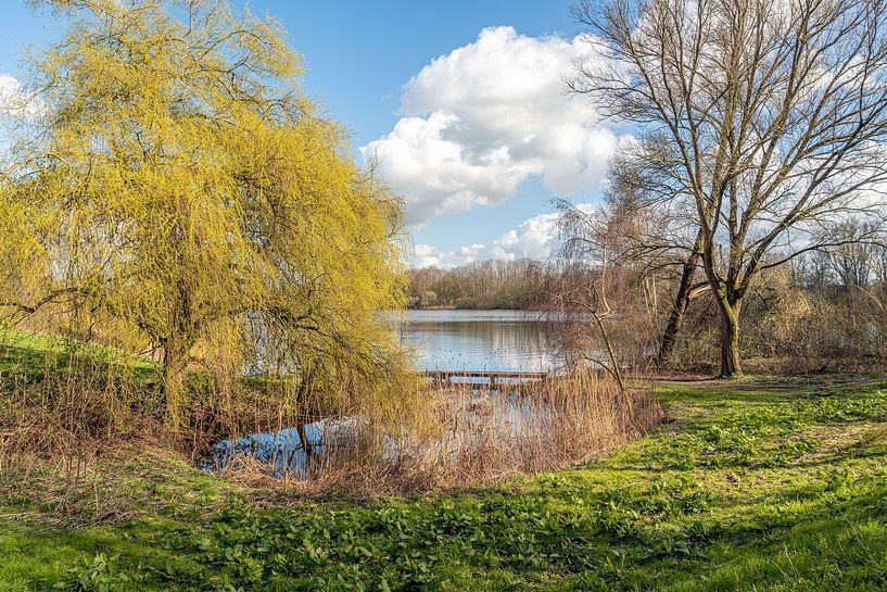 Trauerweide am Rande eines Sees von Ruud Morijn