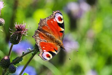 Schmetterling Tagpfauenauge auf einer Distelblüte von Reiner Conrad