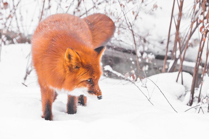Ein schwungvoller Fuchs im Wald. Schnüffelt suchen . Wunderschöner roter flauschiger Fuchs im Schnee von Michael Semenov