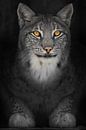Chat lynx dans l'obscurité avec des yeux orange lumineux, photo décolorée sur fond noir par Michael Semenov Aperçu