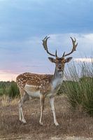 Buck cc