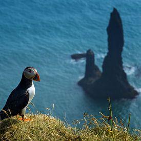 Puffin above Reynisfjara by Wojciech Kruczynski