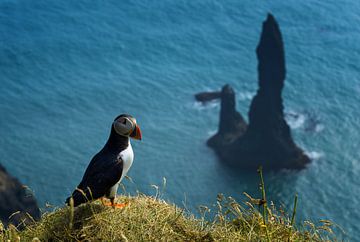 Papegaaiduiker boven Reynisfjara van Wojciech Kruczynski