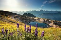 fleurs sauvages sur une montagne près d'un lac alpin par Olha Rohulya Aperçu