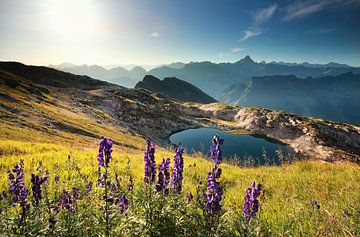 fleurs sauvages sur une montagne près d'un lac alpin sur Olha Rohulya