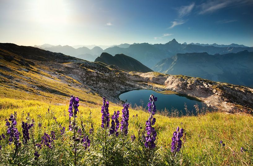 wildflowers on mountain near alpine lake by Olha Rohulya