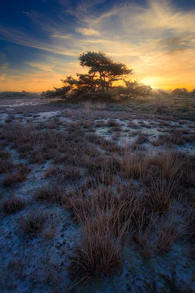 Tree on the plain by peterheinspictures