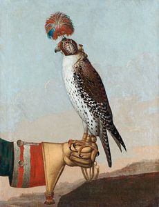 Eilandgebonden gerfalcon, onbekend