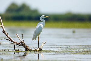 Silberreiher in der Wildnis des Donaudeltas