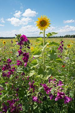 Insect-vriendelijk veld met zonnebloemen en malve van SusaZoom