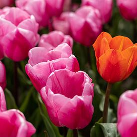 Oranje tulp tussen roze tulpen. van Elly Damen