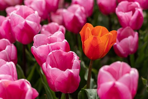Orange tulip among pink tulips. by Elly Damen