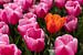 Orangefarbene Tulpe zwischen rosa Tulpen. von Elly Damen