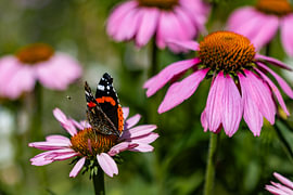 Butterfly on Echinacea by Lizette Warnars