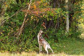 Damhirsch will einen Herbstimbiss im Waldlicht von Wendy Hilberath