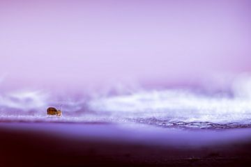 Springstaartje van Danny Slijfer Natuurfotografie