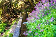 Waterkanaal en bloemen op Madeira van Leo Schindzielorz thumbnail