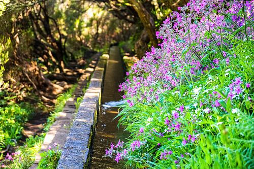 Water canal and flowers in Madeira