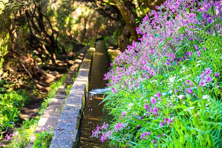 Wasserkanal und Blumen auf Madeira von <span class="secondary-font">Leo Schindzielorz</span>