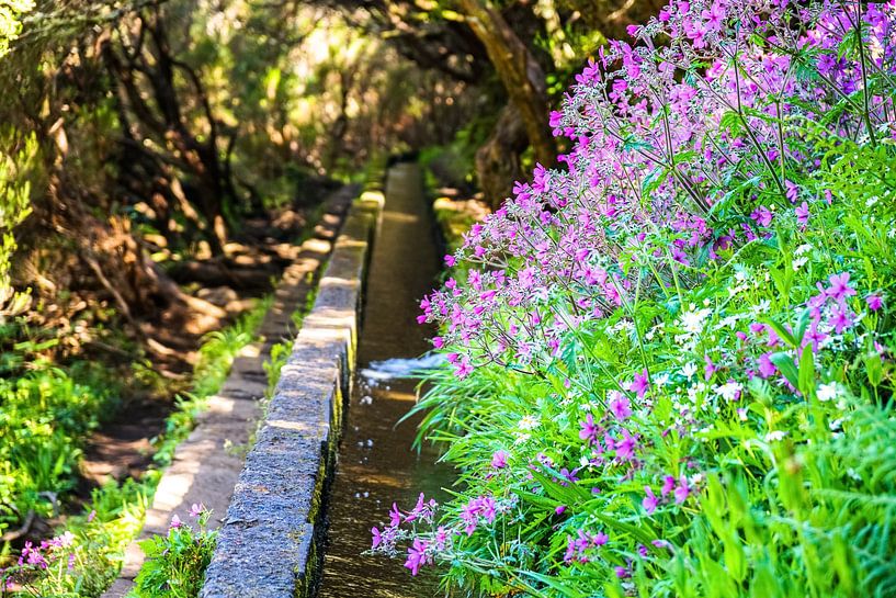 Waterkanaal en bloemen op Madeira van Leo Schindzielorz