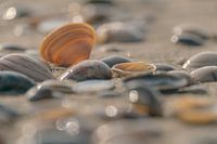Muscheln am Strand