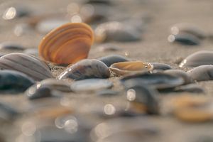 Muscheln am Strand