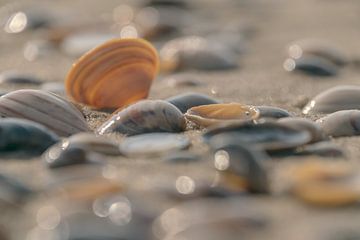 Muscheln am Strand von Caroline Drijber