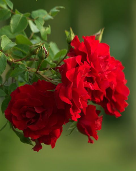 Full red by Anke Winters