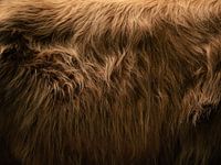 Coat of a Scottish highlander | Texture