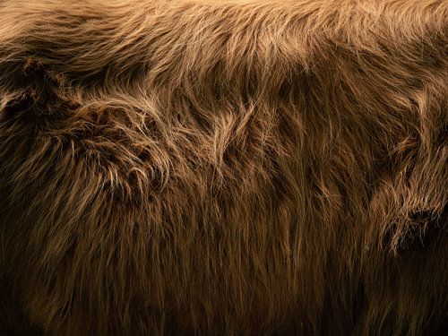 Coat of a Scottish highlander | Texture