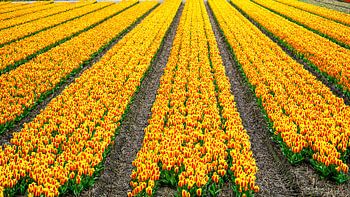 Kleurrijk tulpenveld