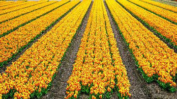Kleurrijk tulpenveld van Mark Damhuis