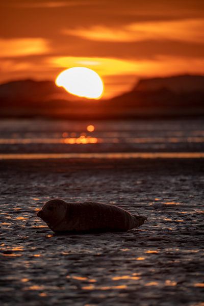 Seehund am Strand von Marjolein van Roosmalen