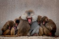 Familie liefde.