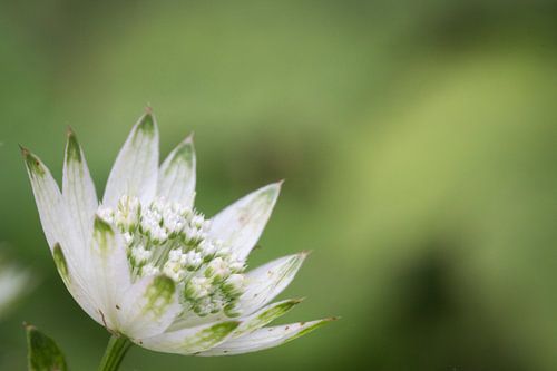 Single flower with green background