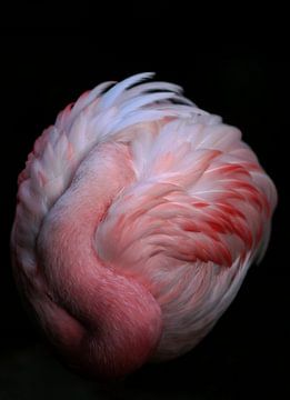 Flamingo van Frank Smedts