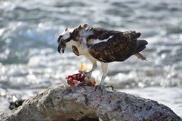 Balbuzard pêcheur avec sa proie sur Pieter JF Smit