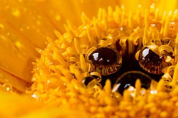 Die Sonnenblume mit schönen Wassertröpfchen von Marian Roest