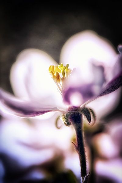 Apple blossom against the light by Nicc Koch