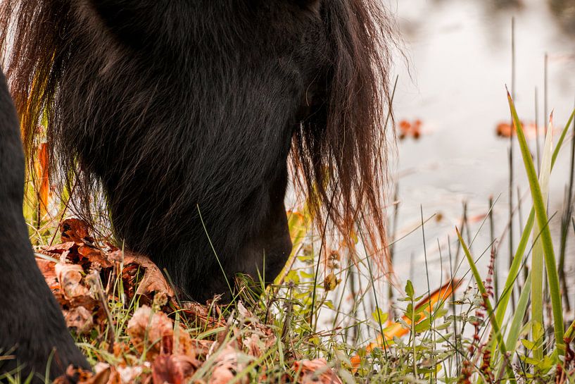 Wild Konik paard in Oranjezon, Oostkapelle van Mario Lere